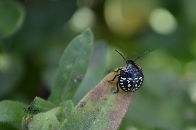 Punaise verte ponctuée (Nezara viridula)