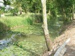 L_gumes_jardin_et_n_nuphars_pr_s___fleurir_003