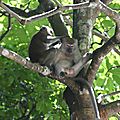 Bukit Timah Nature Reserve Singes