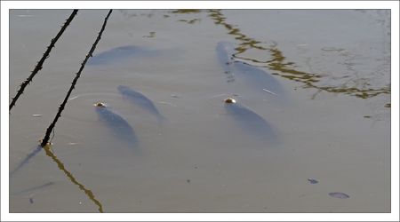 Aiguillon_inondation_poissons_groupe_280210