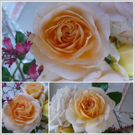 montage_roses