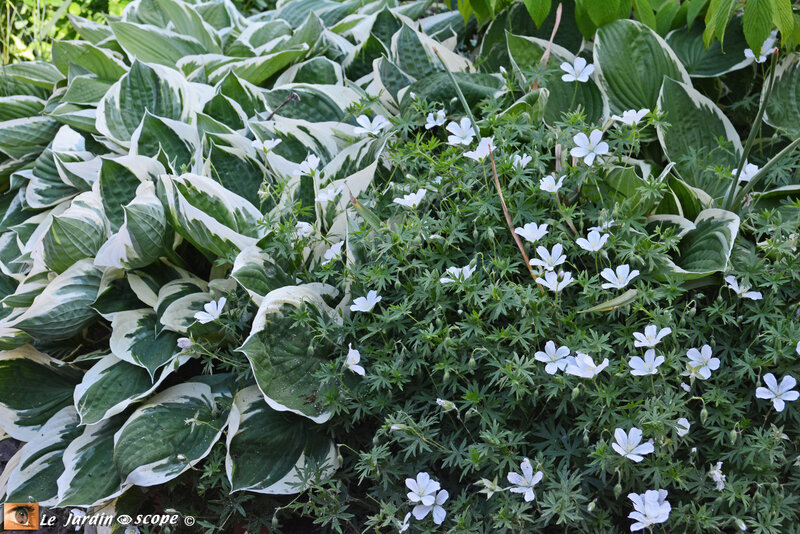 PAT_7088-Hostas-géranium-blanc