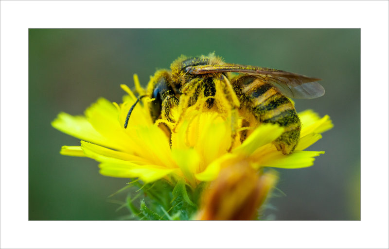 SM pelouse sèche 300722 ym 2 abeille pollen