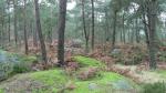 Forêt de Fontainebleau (4)