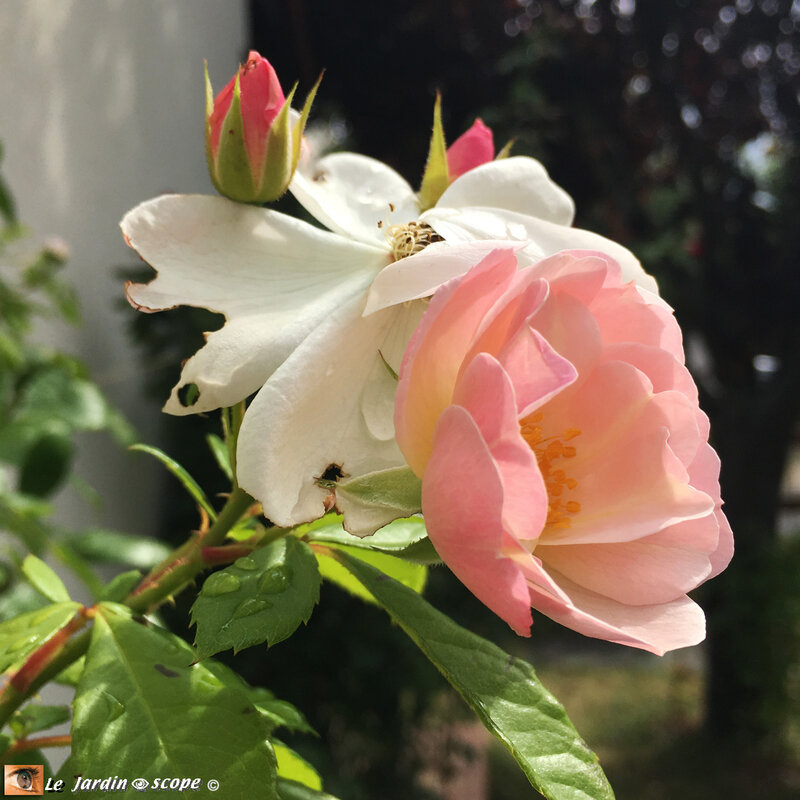 Rosa-Sourire-d'Orchidée