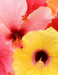 hibiscus