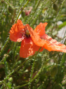 COQUELICOT_6