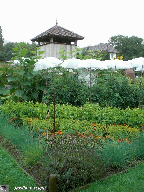 Des tournesols et des parapluies