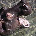 L'<b>Hippopotame</b> amphibie