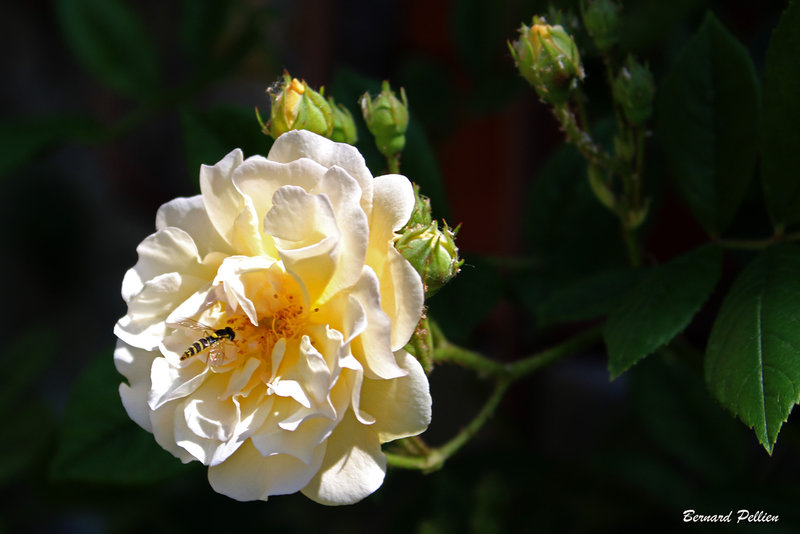 20210615_flore_rose_09