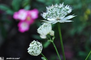 Astrantia major Shaggy
