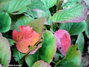 Bergenia_automne