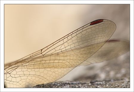 QM_libelll_sympetrum_ailes_271010
