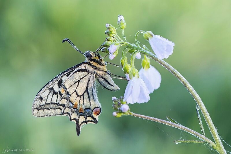 w_Machaon net_20170329_6895