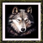 Loup7