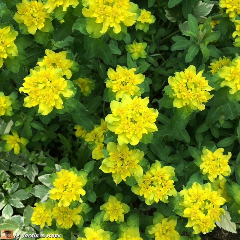 Euphorbia polychroma