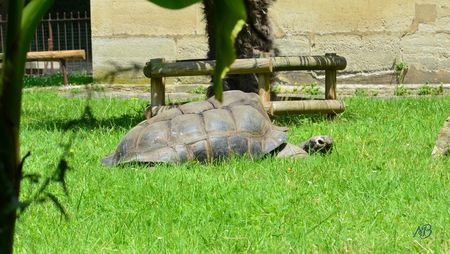 Jardin des plantes 06