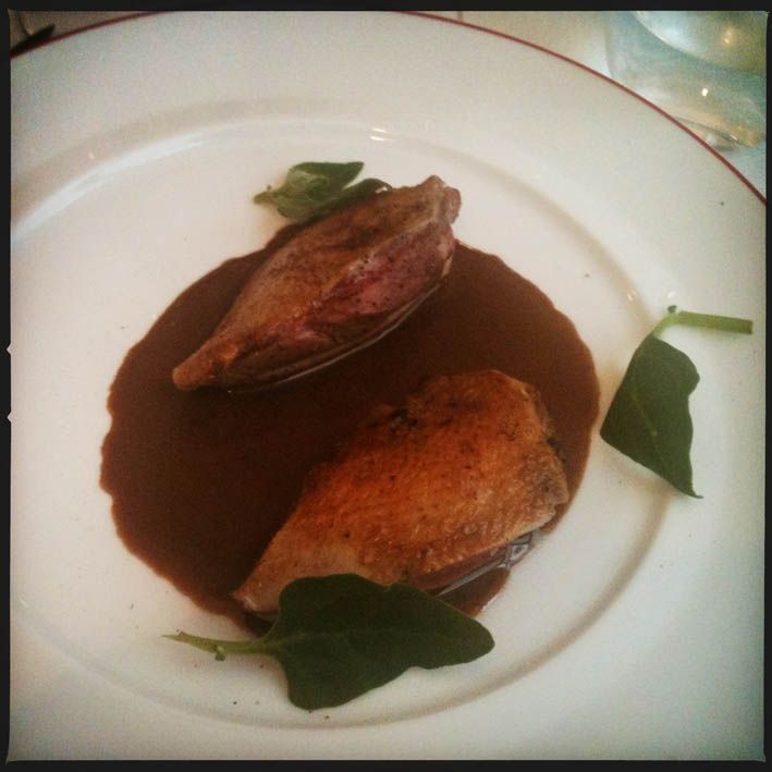 pigeon