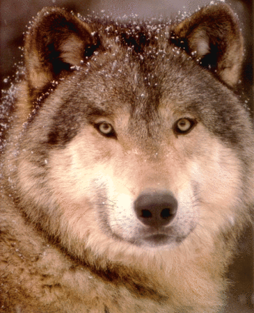 LOUP