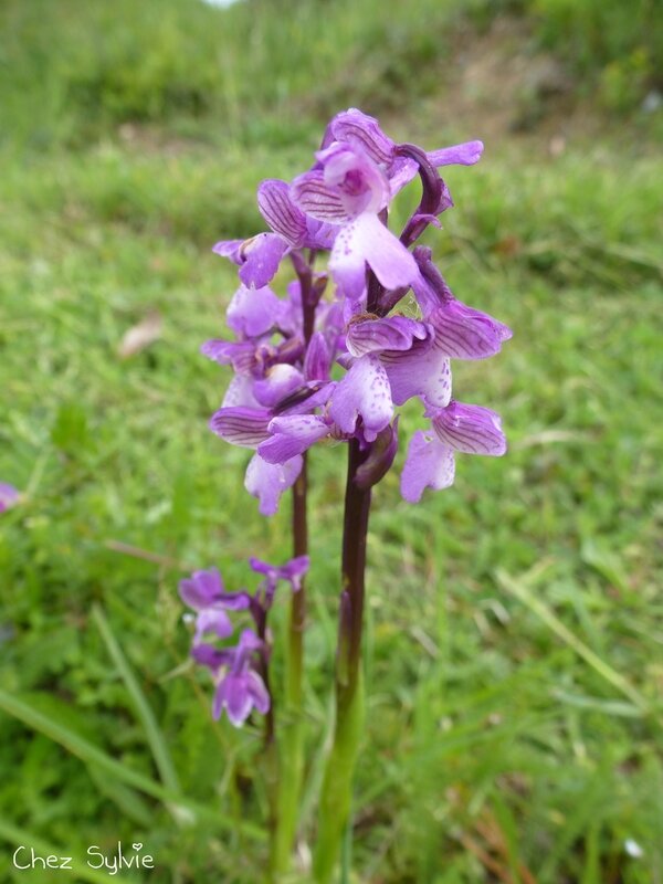 Orchidée sauvage2