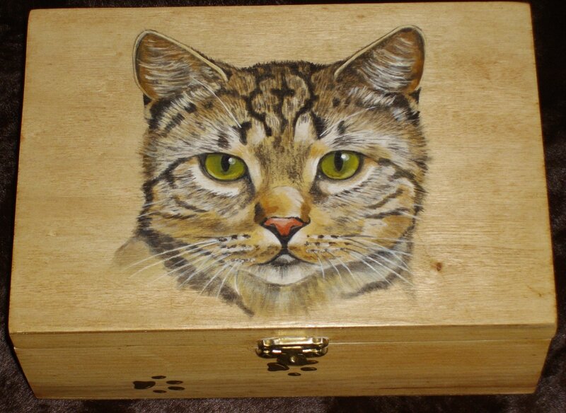 Portrait chat tigré (boîte)