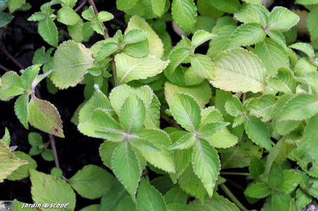 Strobilanthes nepalensis rampant