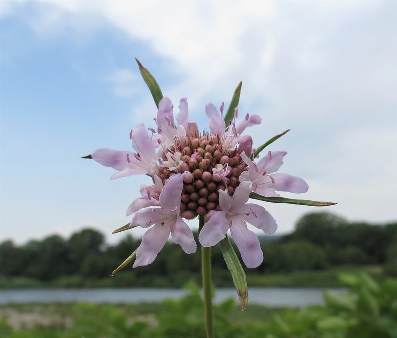 Scabiosa atropurpurea-Scabieuse pourpre foncé-Dysacaseae- 16 05 2020