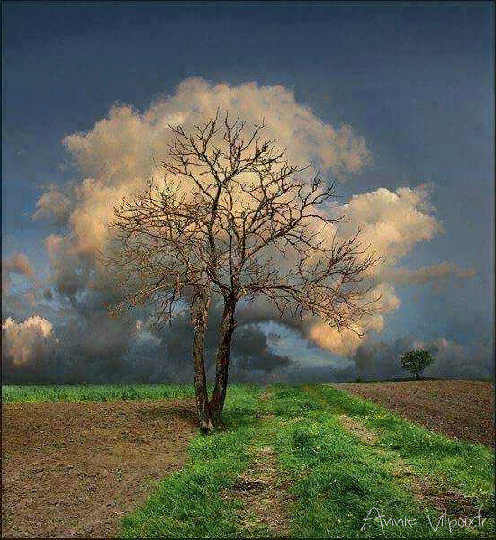 l'arbre nuage