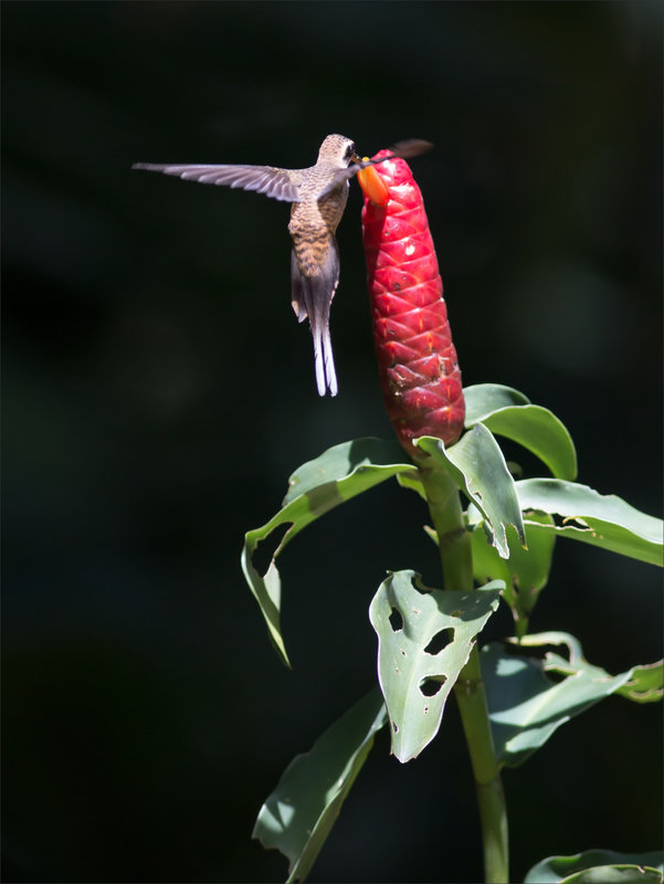 J6 Colibri lodge Colibri oiseau ermite à brin blanc 42