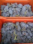 Vendanges_Aloha_06_002