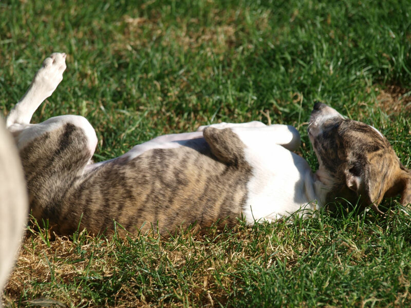 Melrose Hase-du-bois-pacie se roule dans l'herbe. 