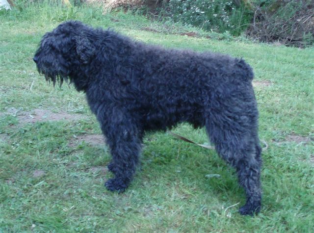 Diwall de la DULLAGUE 4 ANS