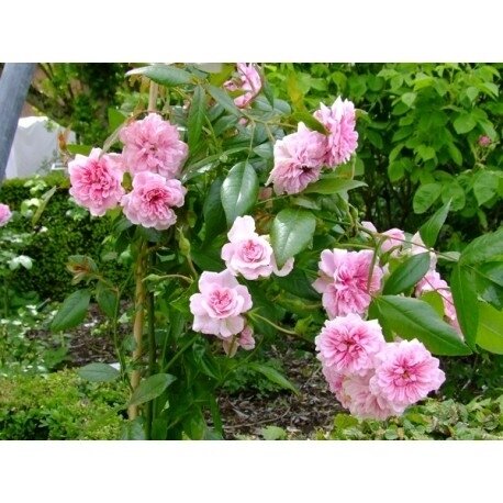 rosa-petit-bonheur-r-rosaceae-rosier[1]