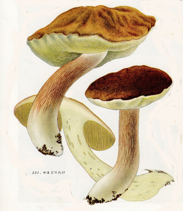 Boletus edulis IHｘ 1 pl 38 Bolets
