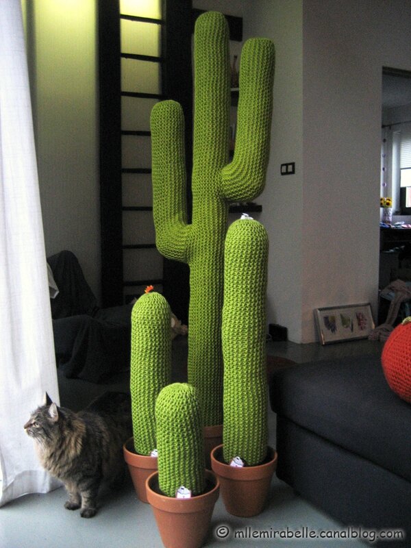 cactus geants salon maison deco