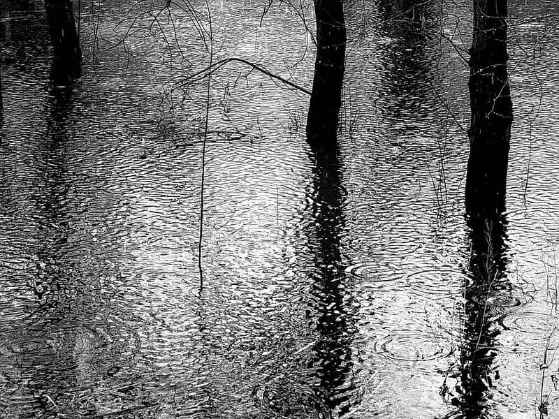 rain-forest-black-and-white-puddle-flood-old-rhine