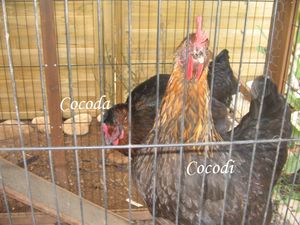 Cocodi_et_Cocoda_mercredi_18_ao_t_2010_002