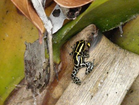 Ranitomeya cf. amazonica