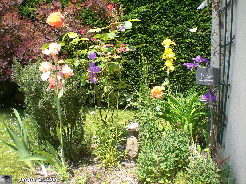 Massif 'Westerland' 2008