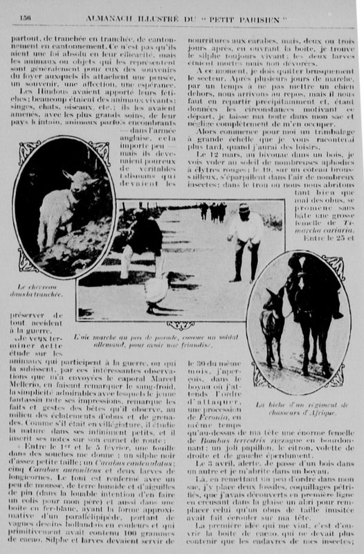Guerre animaux hommes5