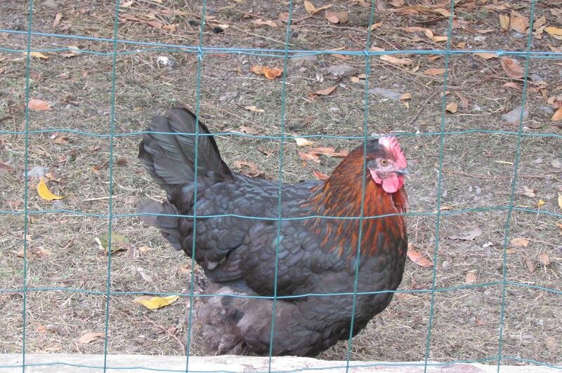 poules dimanche 28