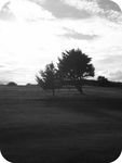 Golf_8