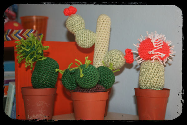 cactus_bis