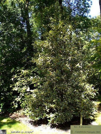 7416_Ilex_altaclernsis