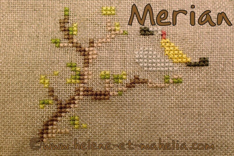 merian ES_saljuil15_7