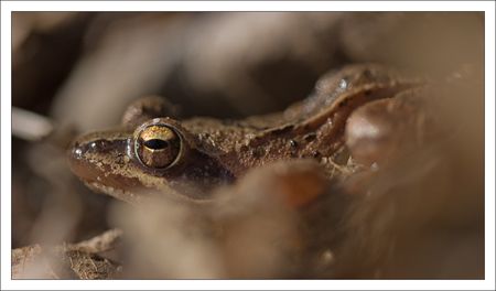 Galuchet_grenouille_2_210310