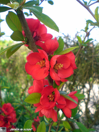 Chaenomeles_japonica__Crimson_and_gold_