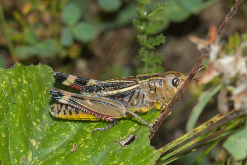 Acryptera fusca