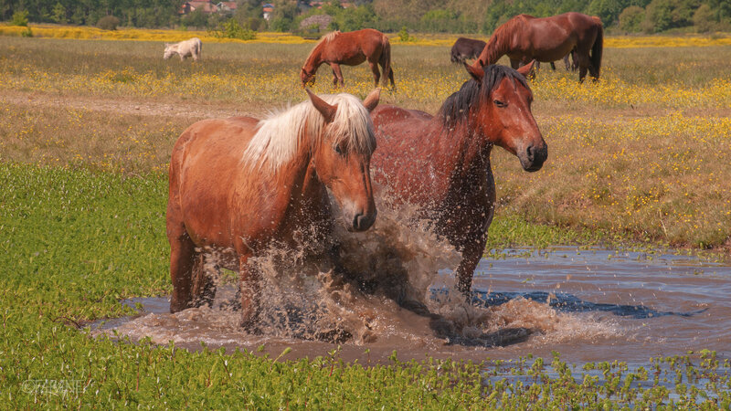 Chevaux Rivière-1