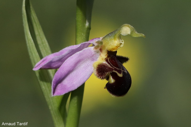 00530 Maison Année 2022 - Mai 2022 - Ophrys abeille
